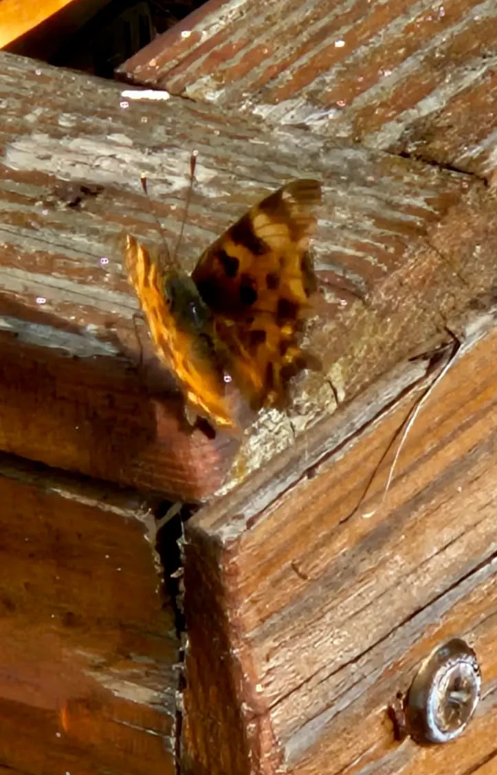 Popecounselling butterfly2